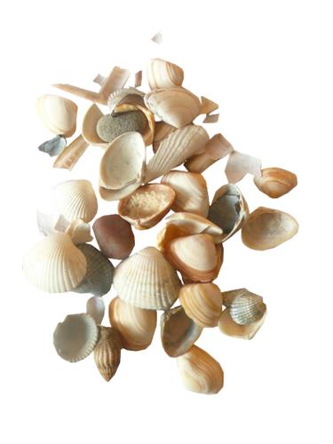 Dekoratif Deniz Kabukları