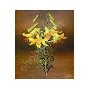 G115 17x25 Planet Transfer